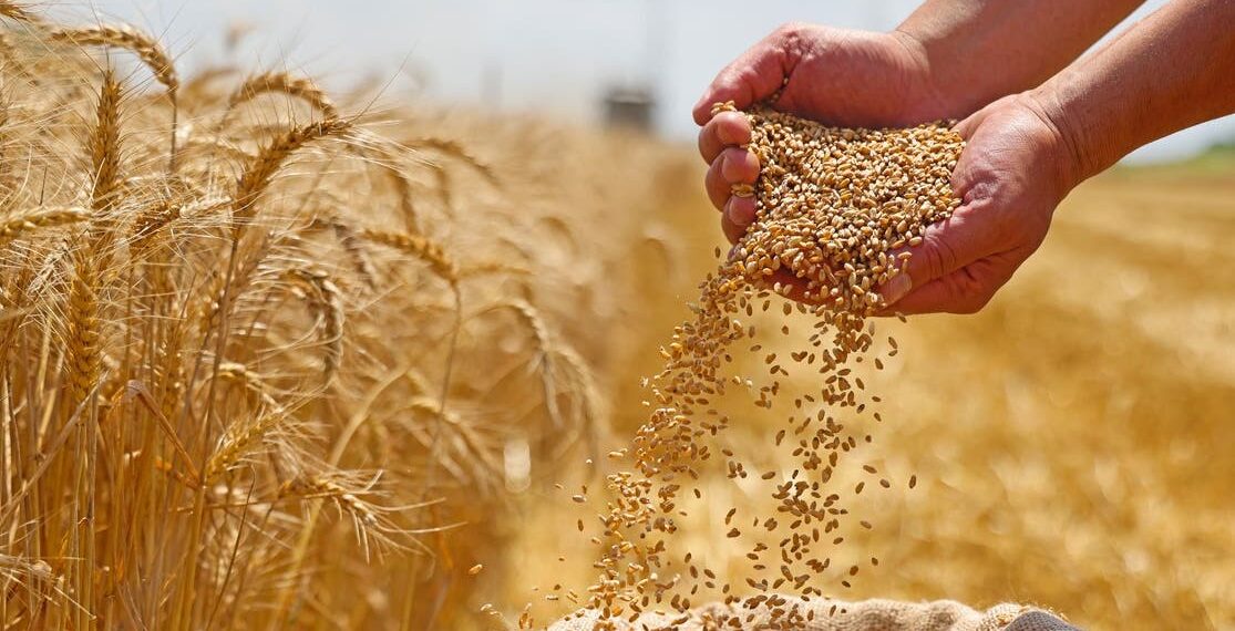 فلاحة: تجميع 11،800 مليون قنطار من الحبوب الى موفى جويلية