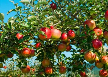 القصرين: صابة التفاح تبلغ 60 ألف طن مقابل 50 ألف في 2024