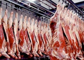 بداية من الأسبوع المقبل: توريد 200 طن من لحوم الضأن بسعر 38،900 للكلغ