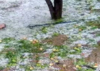 القصرين: أمطار غزيرة مصحوبة بالبرد والرياح تلحق أضرارا بالأشجار المثمرة