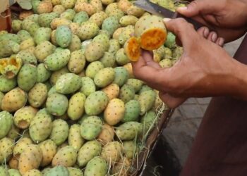 أوشكا على الموت: شابّان تراهنا على من يتناول أكبر قدر من حبّات “الهندي”…