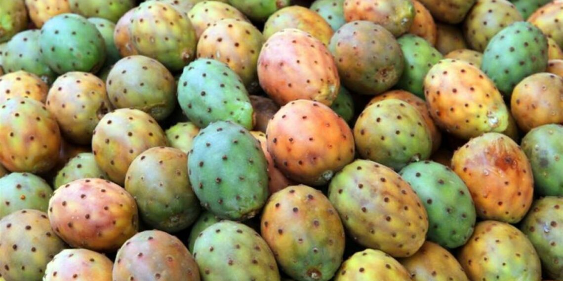 بوعرقوب-نابل: تراجع صابة الهندي الأملس بسبب الحشرة القرمزيّة