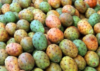 بوعرقوب-نابل: تراجع صابة الهندي الأملس بسبب الحشرة القرمزيّة