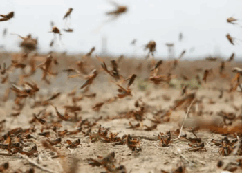 المرصد الوطني للفلاحة: تونس تنجح في التصدي للجراد الصحراوي…لكن الخطر يبقى قائما