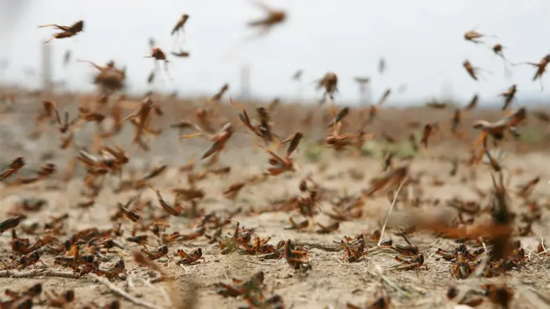 المرصد الوطني للفلاحة: تونس تنجح في التصدي للجراد الصحراوي…لكن الخطر يبقى قائما