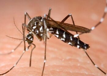 وفاة مصاب بزغوان: الوقاية من “حمى غرب النيل” بالتخلص من الباعوض النقل للفيروس