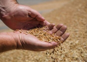 ديوان الحبوب: بإمكان الفلاحين مقايضة جزء من محاصيل القمح ببذور مثبّتة