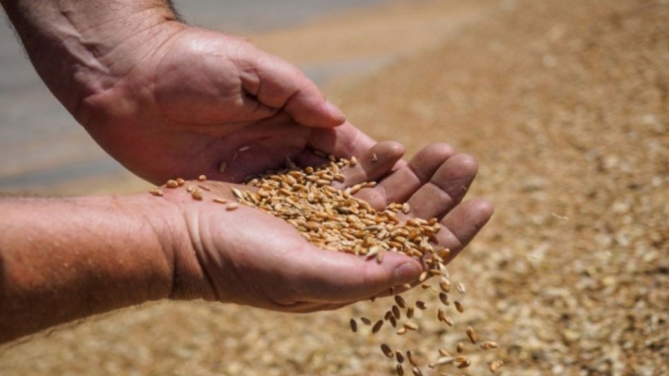 ديوان الحبوب: بإمكان الفلاحين مقايضة جزء من محاصيل القمح ببذور مثبّتة