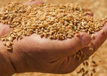 فلاحة: الوزارة تعلن عن توفّر البذور الممتازة للموسم 2025-2026