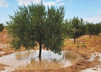 أهمّها بولاية أريانة: كميات الأمطار خلال الأربع وعشرين الماضية