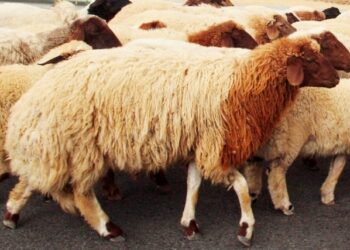 وزارة الفلاحة تدعو الفلاحين لوقاية المواشي من الأمراض المنقولة عبر الحشرات