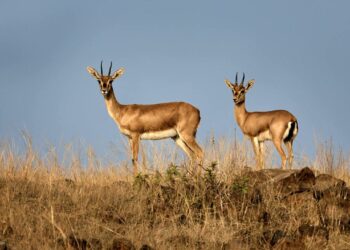 بيئة: نقل 3 رؤوس من غزال الريم إلى محمية القنة بمعتمدية عقارب