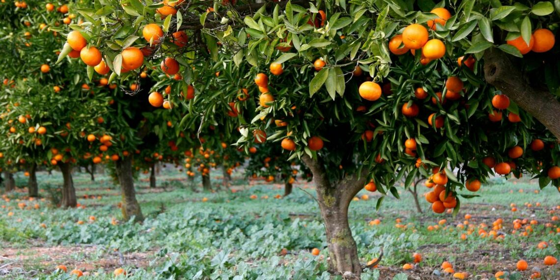 اتحاد الفلاحة بنابل: موسم القوارص يُواجه تهديدات حقيقيّة ويجب اتّخاذ إجراءات استثنائيّة