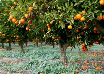 اتحاد الفلاحة بنابل: موسم القوارص يُواجه تهديدات حقيقيّة ويجب اتّخاذ إجراءات استثنائيّة