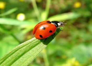 القصرين: نَثْر 27500 دعسوقة لمكافحة الحشرة القرمزية