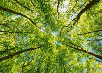 تونس تتحصل على الإعتماد من الصندوق الأخضر للمناخ لأول مرة