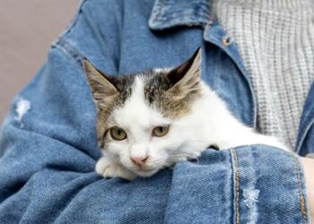 البرلمان: مناقشة مبادرة تشريعية متعلقة بحماية الحيوان