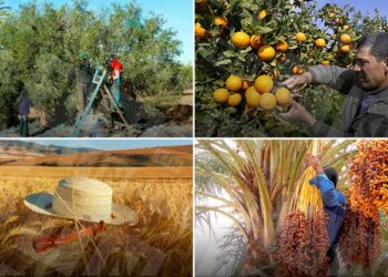 في لقائه بوزير الفلاحة: رئيس الجمهورية يتعرض للصابة القياسية للتمور والقمح وزيت الزّيتون وعدد من الزراعات الأخرى