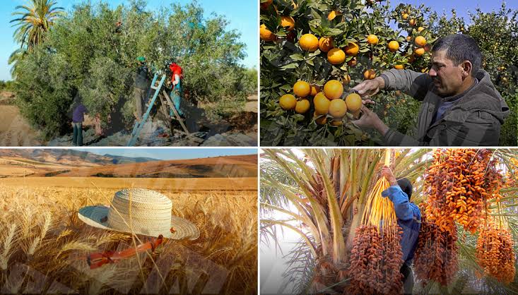 في لقائه بوزير الفلاحة: رئيس الجمهورية يتعرض للصابة القياسية للتمور والقمح وزيت الزّيتون وعدد من الزراعات الأخرى