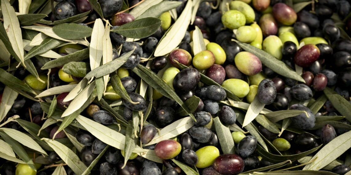 صابة زيت الزيتون: رئيس الدولة يُسدي تعليماته للوُقوف إلى جانب صغار الفلاّحين وتبسيط إجراءات حُصولهم على قُروض ميسّرة