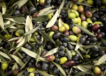 صابة زيت الزيتون: رئيس الدولة يُسدي تعليماته للوُقوف إلى جانب صغار الفلاّحين وتبسيط إجراءات حُصولهم على قُروض ميسّرة