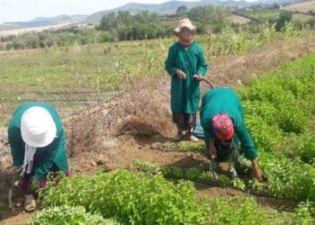 النساء الفلّاحات: 13℅ فقط يتمتّعن بالتّغطية الإجتماعيّة