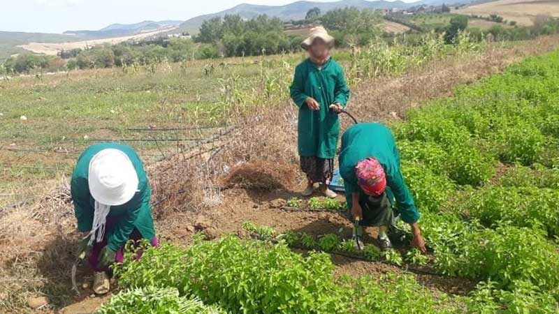 النساء الفلّاحات: 13℅ فقط يتمتّعن بالتّغطية الإجتماعيّة