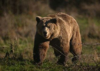 بعد مقتل 12 وإصابة أكثر من 100 آخرين: اليابان ترسل قوات عسكرية لمكافحة الدببة