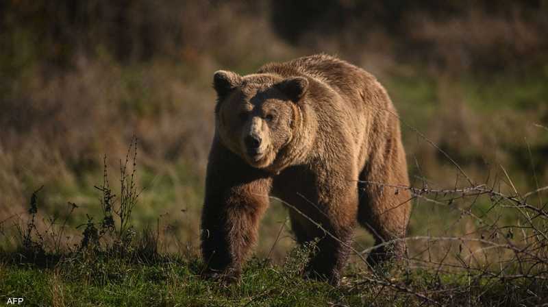 بعد مقتل 12 وإصابة أكثر من 100 آخرين: اليابان ترسل قوات عسكرية لمكافحة الدببة