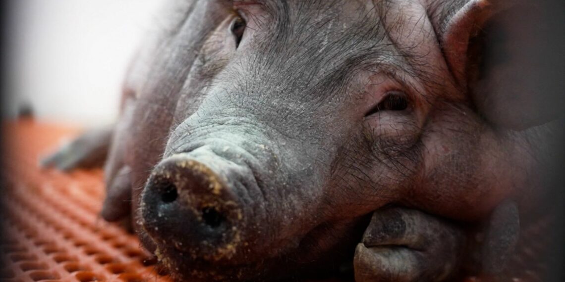 خنازير في السوق الأسبوعية بالقصرين