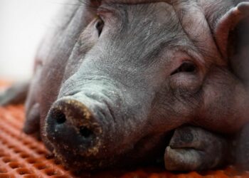 خنازير في السوق الأسبوعية بالقصرين