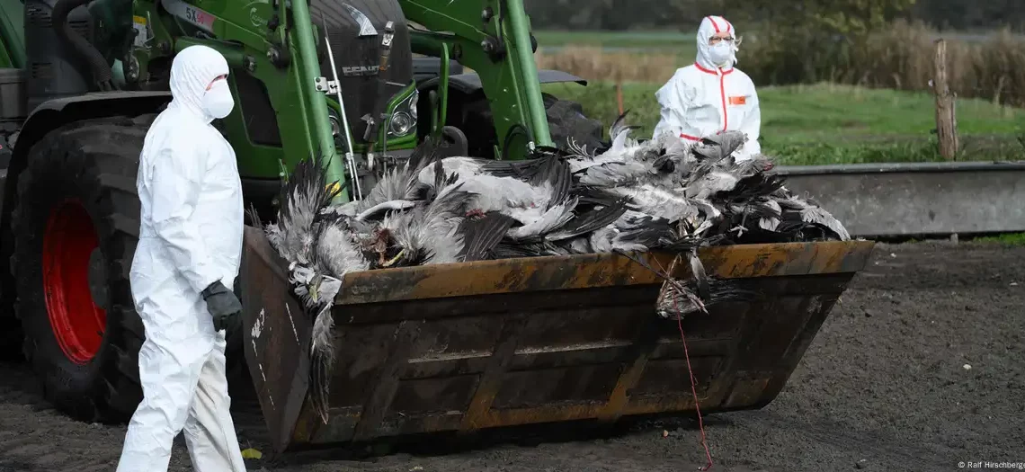 انفلونزا الطيور: إعدام مليون طائر احترازيا في ألمانيا