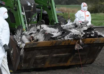 انفلونزا الطيور: إعدام مليون طائر احترازيا في ألمانيا