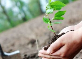 عيد الشجرة: تونس ستنطلق سنة 2026 في انجاز “الحزام الاخضر”