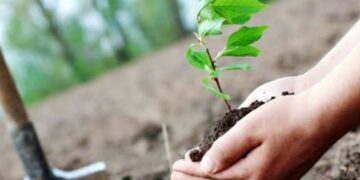 عيد الشجرة: تونس ستنطلق سنة 2026 في انجاز “الحزام الاخضر”