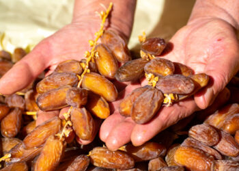 بداية من الغد حتى 7 ديسمبر: ترويج التمور بأسعار تفاضلية في العاصمة