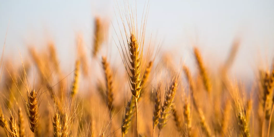 وزير الفلاحة: من المنتظر أن تتجاوز كميات البذور الممتازة 500 ألف طن