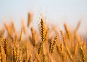 وزير الفلاحة: من المنتظر أن تتجاوز كميات البذور الممتازة 500 ألف طن