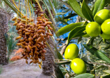 وزير التجارة يؤكد على أهمية دور البنوك في تمويل الصادرات خاصة مع توفر صابة قياسية لزيت الزيتون التمور