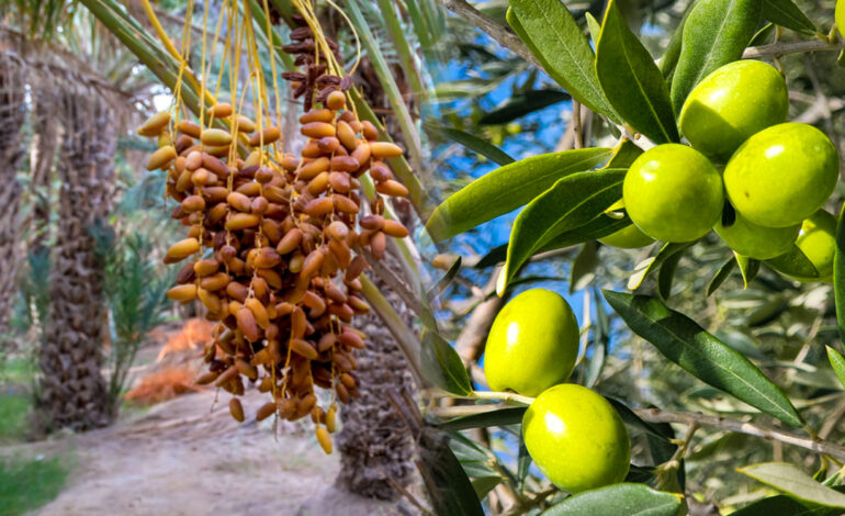 وزير التجارة يؤكد على أهمية دور البنوك في تمويل الصادرات خاصة مع توفر صابة قياسية لزيت الزيتون التمور