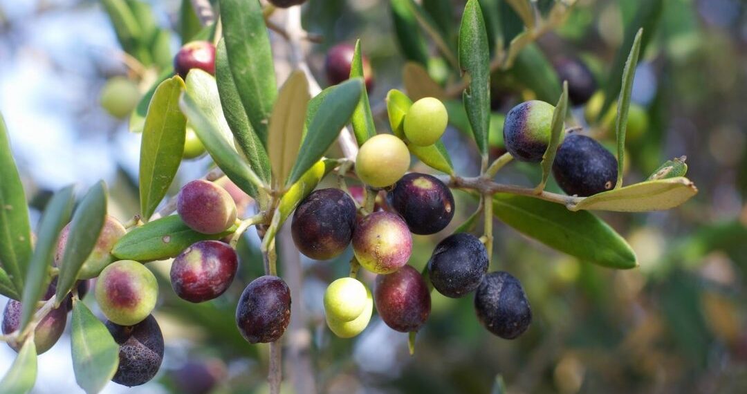 موسم جني الزيتون: تقديرات المحصول تتجاوز 500 ألف طن بسيدي بوزيد