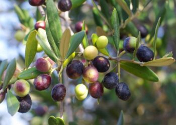 موسم جني الزيتون: تقديرات المحصول تتجاوز 500 ألف طن بسيدي بوزيد