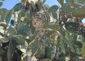 جربة: الحشرة القرمزيّة تغزو غراسات “الهندي”وسط تذمّر المواطنين