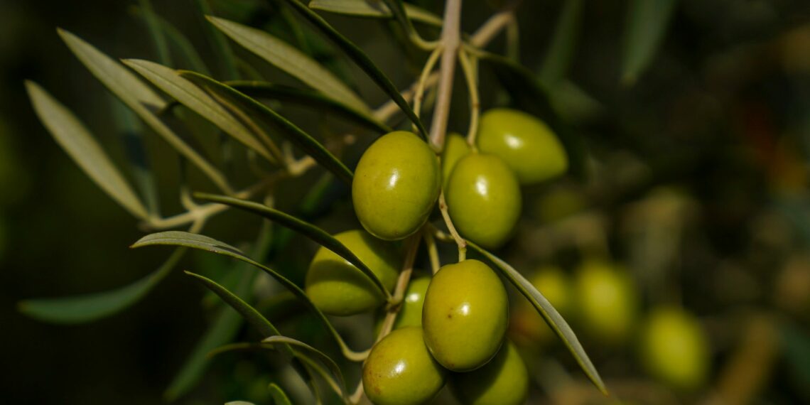 زغوان: إسناد دفعة ثانية من القروض الموسمية لدعم قطاعي الزراعات الكبرى والزياتين