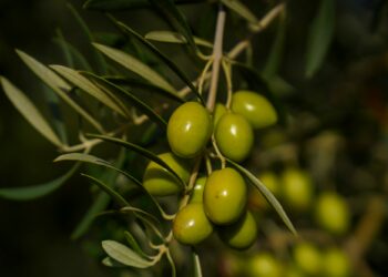 زغوان: إسناد دفعة ثانية من القروض الموسمية لدعم قطاعي الزراعات الكبرى والزياتين