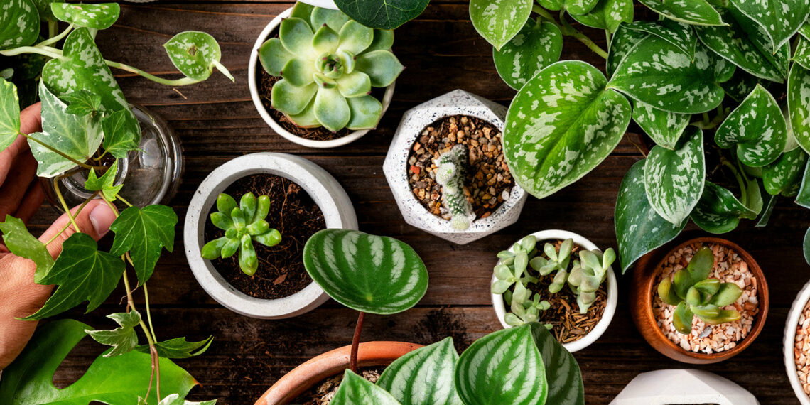 وزارة الفلاحة توصي الوافدين على تونس بالامتناع عن جلب النباتات والمنتجات النباتية