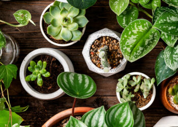 وزارة الفلاحة توصي الوافدين على تونس بالامتناع عن جلب النباتات والمنتجات النباتية