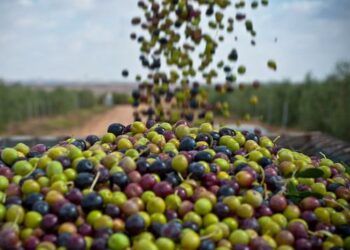 وزير الخارجية يدعو الدبلوماسيين إلى دعم تونس في الترويج لزيت الزيتون