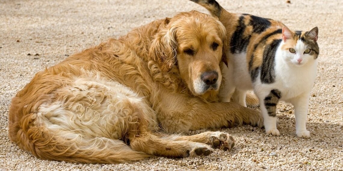 قانون المالية 2026: المصادقة على إحداث صندوق الصحة الحيوانية