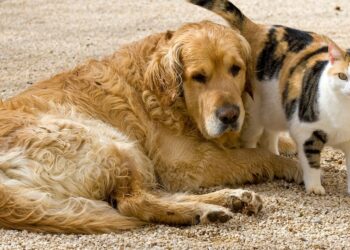 قانون المالية 2026: المصادقة على إحداث صندوق الصحة الحيوانية